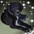 Dean Presley's profile image