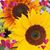Jean Ryan Brown's profile image