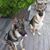 Diane Resta Saccente's profile image