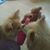 Colette Cushing's profile image