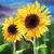 Shari Wallis's profile image