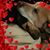 Ilyse Allison Halter's profile image