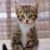 Sonya Johnson's profile image