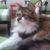 Allison Blake's profile image