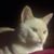 Judy Bentzen Corrigan Copsidas's profile image