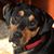 Heather Heise Ellingsworth's profile image