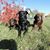 Lisa Wagner Smilonich's profile image