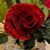 Carol Hop's profile image