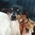 Susan Diane Swanson-Womack's profile image