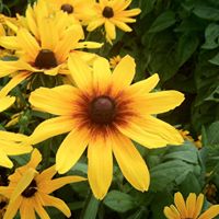 Becky Kneil Voth's profile image