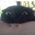 Julia Dance's profile image