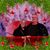 Dennie Harne's profile image