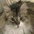 Adaijah Indigo Marcum's profile image