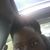 Lashana Harris's profile image