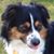 James Aussies's profile image