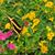 Janice Salvey's profile image