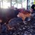 Shanna Cronk Ciano's profile image