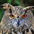Leonardo Campeggio's profile image