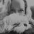 Dani Strohm Wirz's profile image