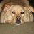 Rebecca Gail Jaffe's profile image