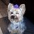 Joanne LaViolette's profile image