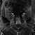 Lorie Rose's profile image