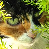 Stacey Beck Debono's profile image