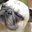 Shintaro's profile image