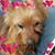 Deborah Anne Webb's profile image