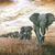 Virginia Williams Selley's profile image