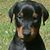 Robin Dixon's profile image