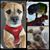 Lily Hansen's profile image