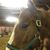 Ruthann Williamson Snover's profile image
