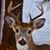 George Qsar's profile image