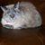 Dee Cook's profile image