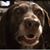 Sue Dodson's profile image