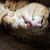 Adrian Rogers's profile image
