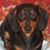 Anne Cook's profile image
