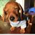 Lola Aintgotime's profile image