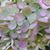 Susan Plunske's profile image