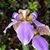 Pam Lowenstein Starling's profile image