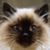 Eve Demvol's profile image