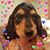 Dee Malmstrom's profile image