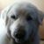 Dawn Dabulis's profile image