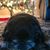 Susan Calascione-Kozlowski's profile image