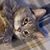 Kitty Heidih's profile image