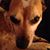 Alisha Tipton-Hurdle's profile image