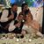 Jola Elizabeth Peace's profile image