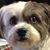 Carol Langowski's profile image