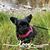 Lynda Chelotti's profile image